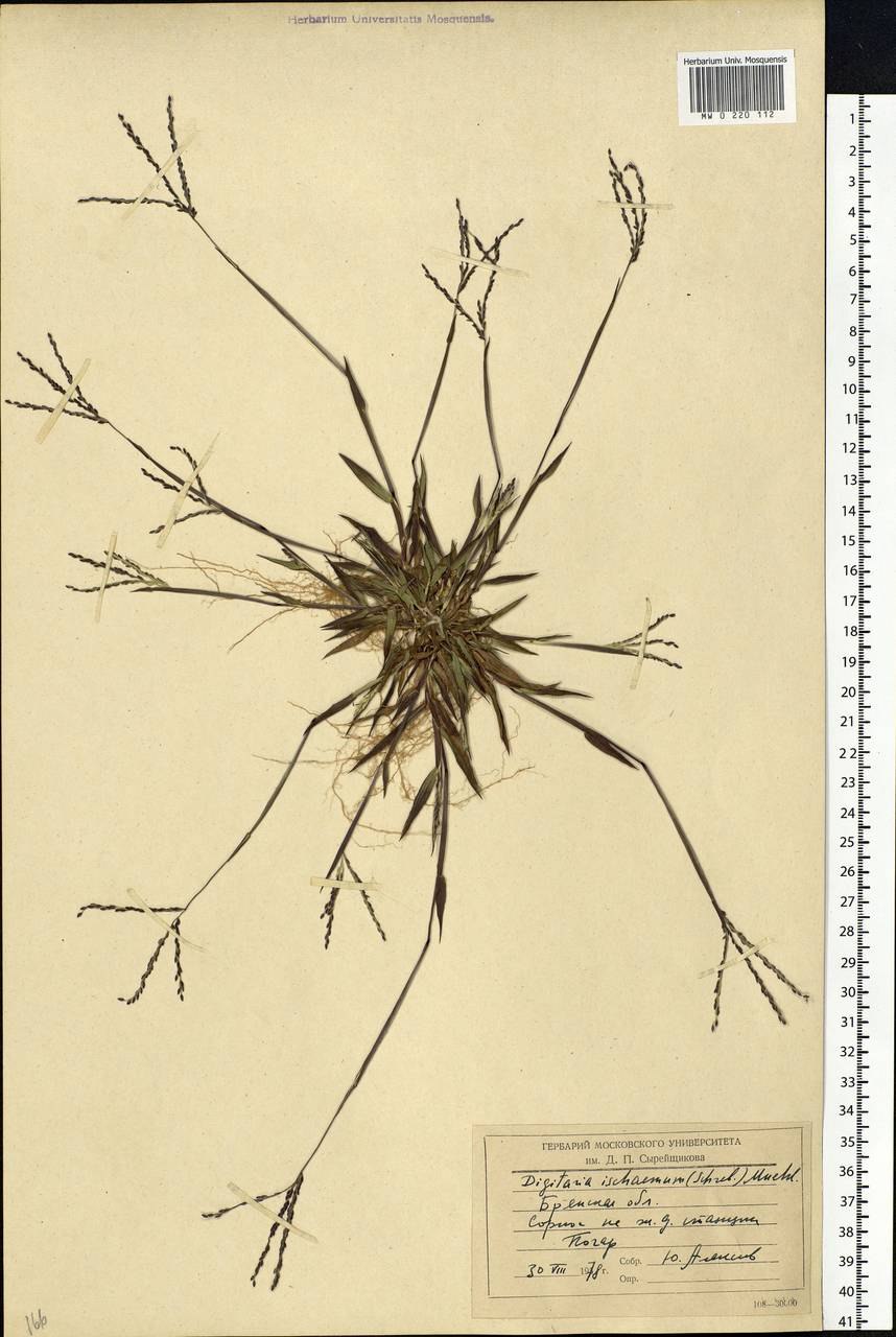 Россиянка круголистная