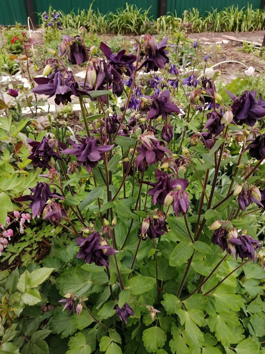 Водосбор тёмный