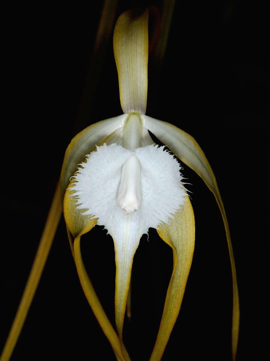 Brassavola tuberculata