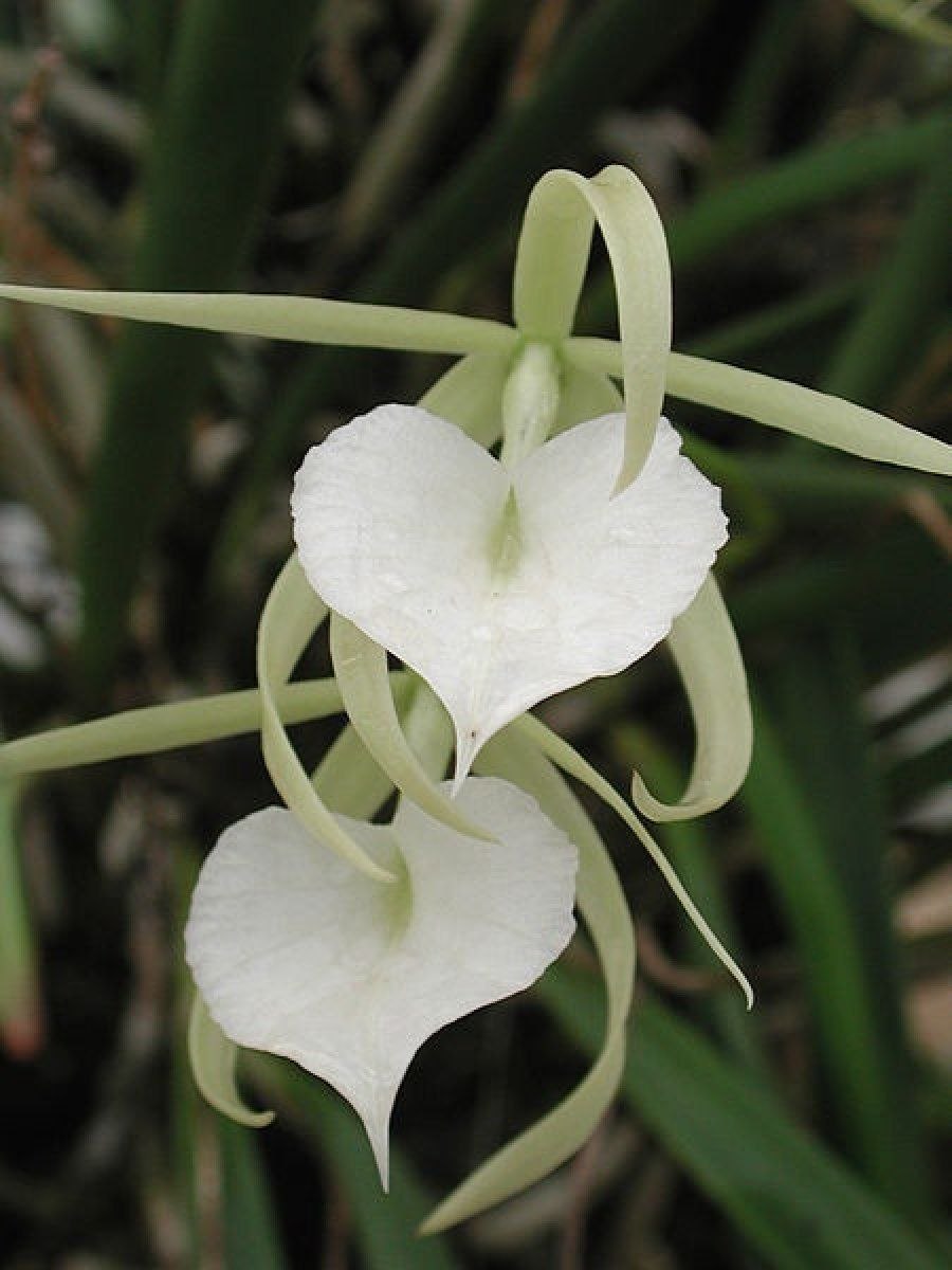 Brassavola acaulis