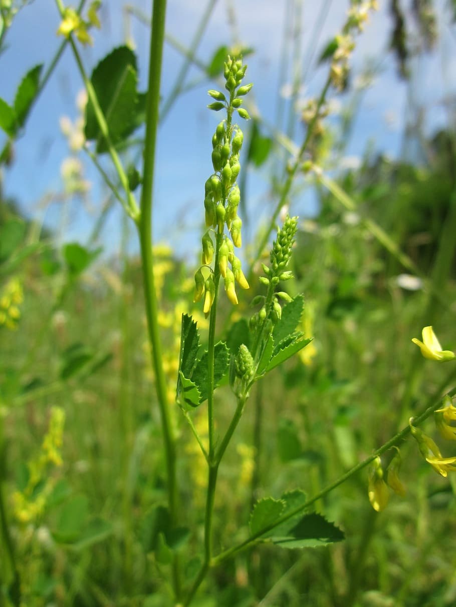 Репешок обыкновенный (Agrimonia Eupatoria)