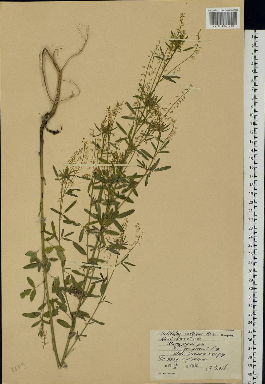 Донник Волжский описание