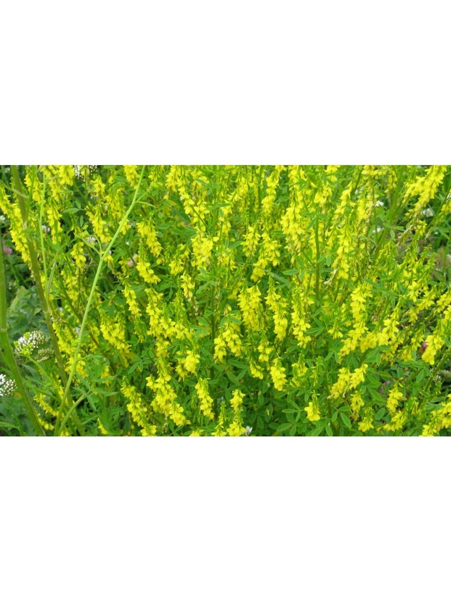 Донник волжский