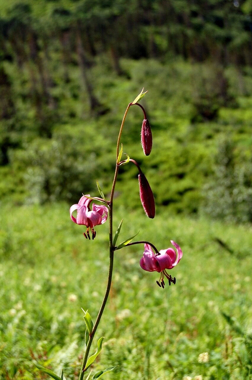 Водосбор Бородина