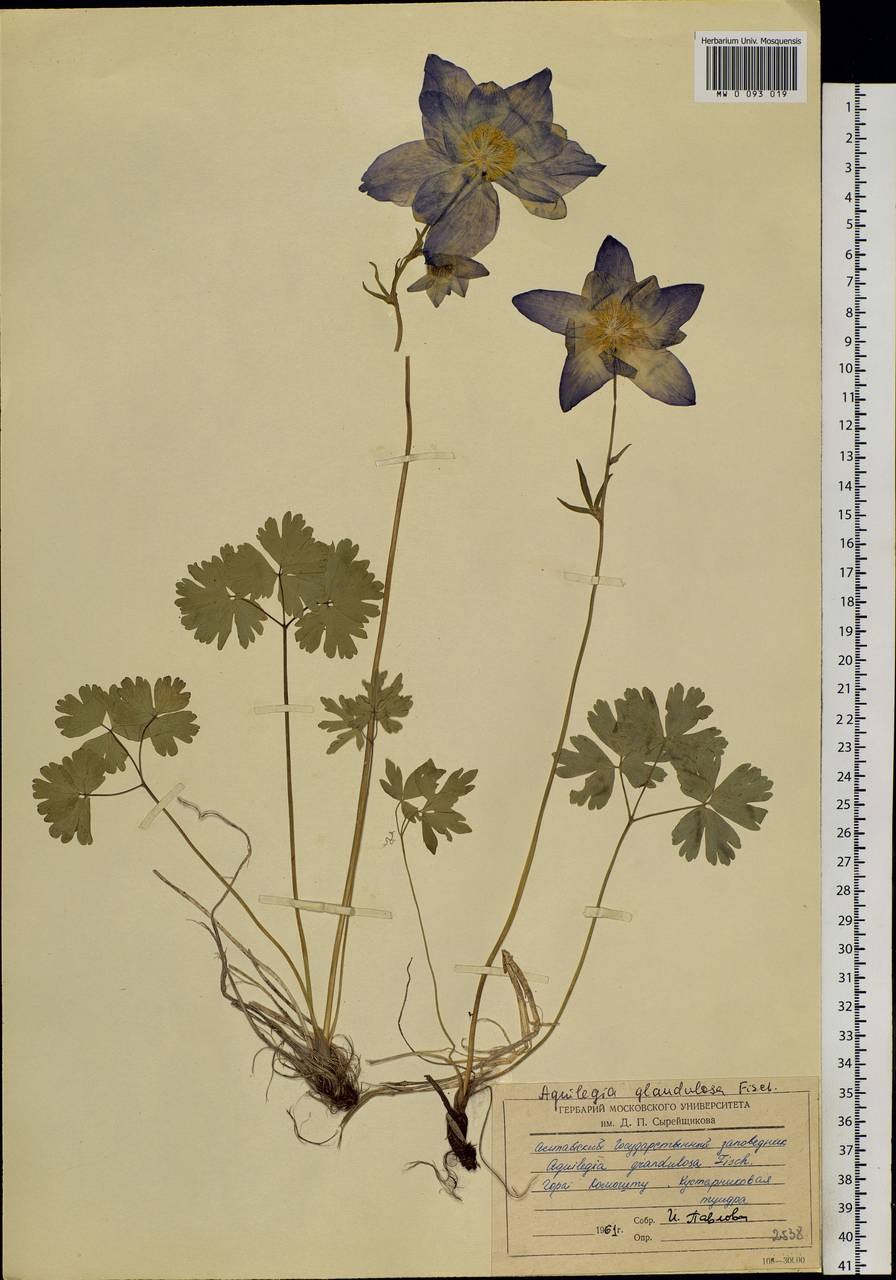 Аквилегия голубая звезда