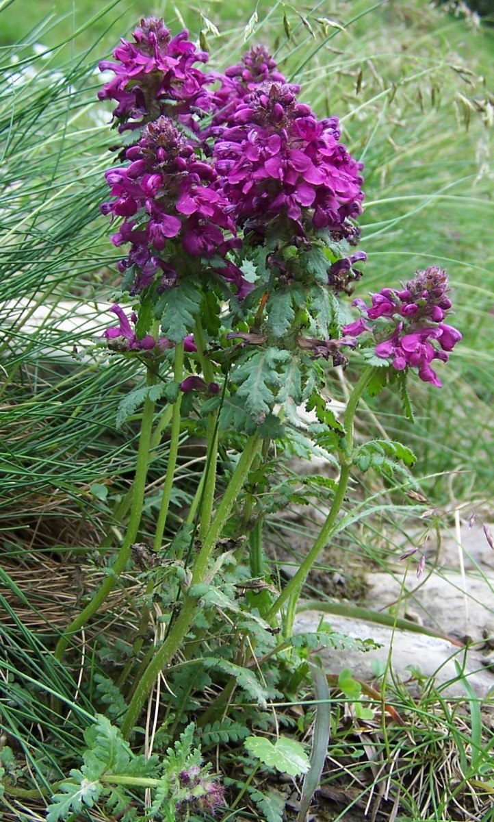 Мытник Лапландский