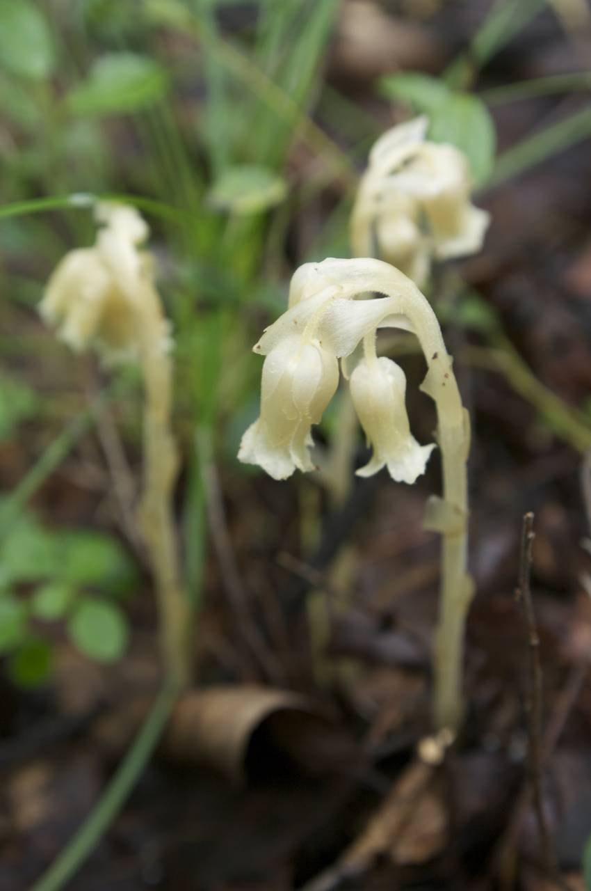 Подъельник обыкновенный