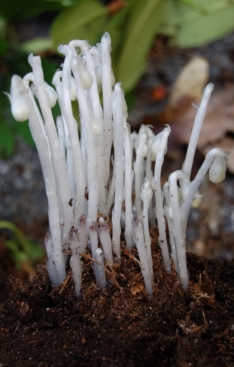 Подъельник (Monotropa)
