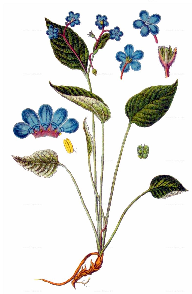 Омфалодес скальный