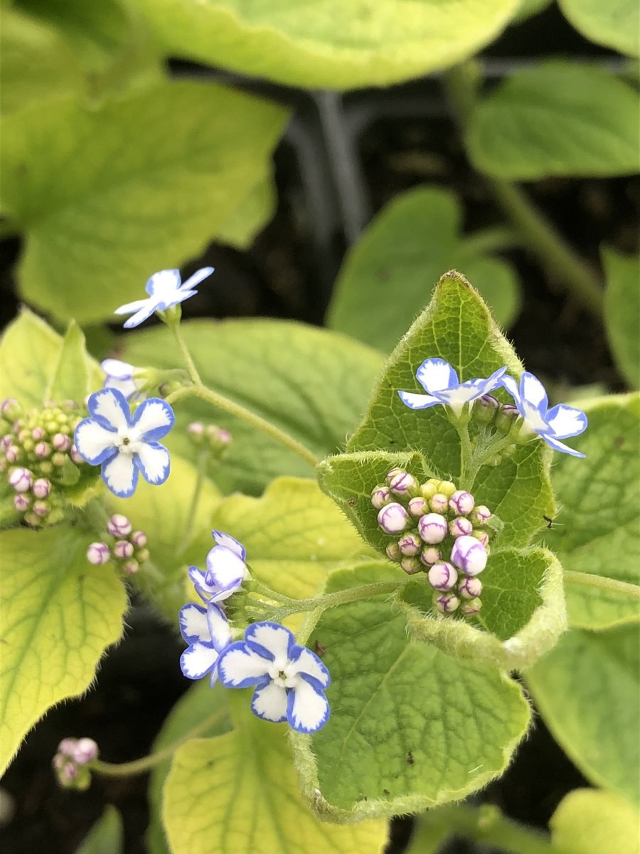 Omphalodes linifolia