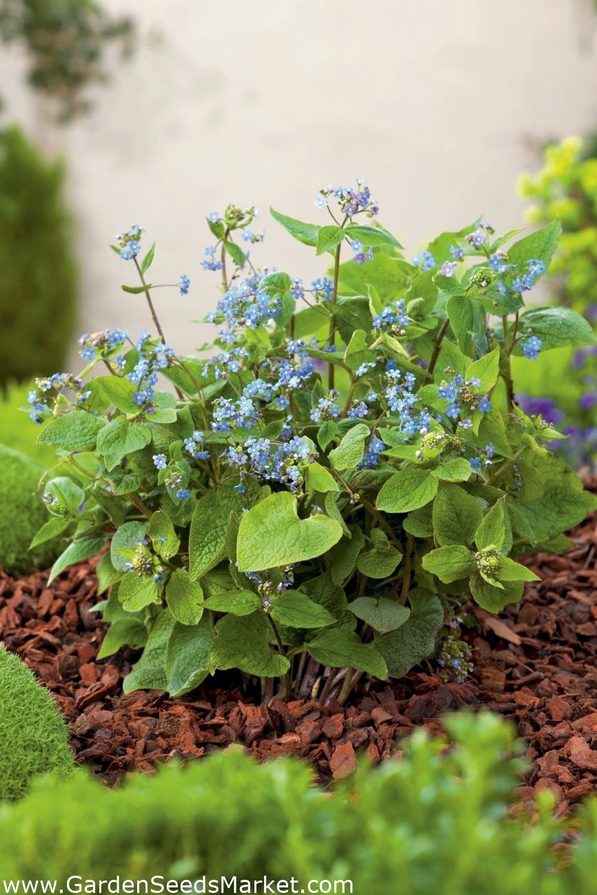 Пупочник лойки