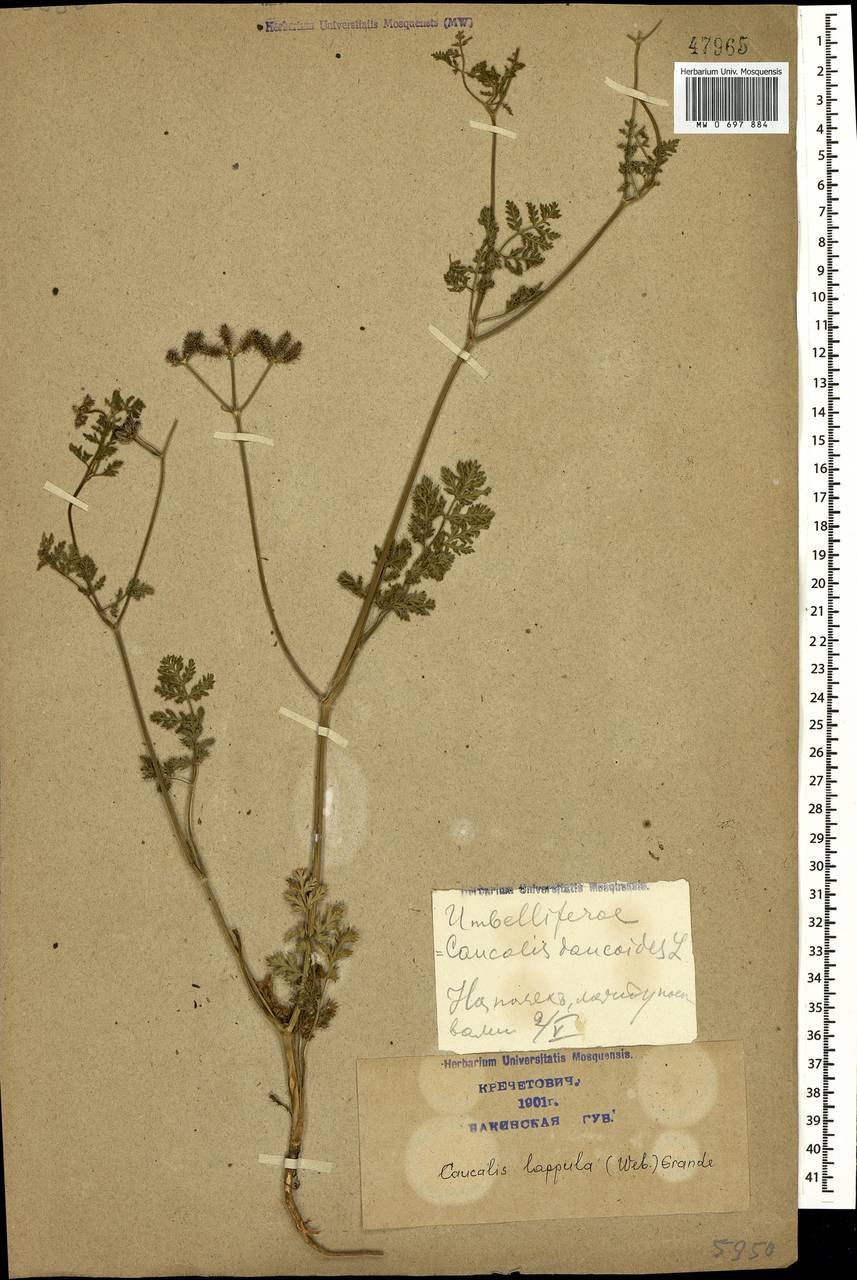 Борщевик ядовитое растение