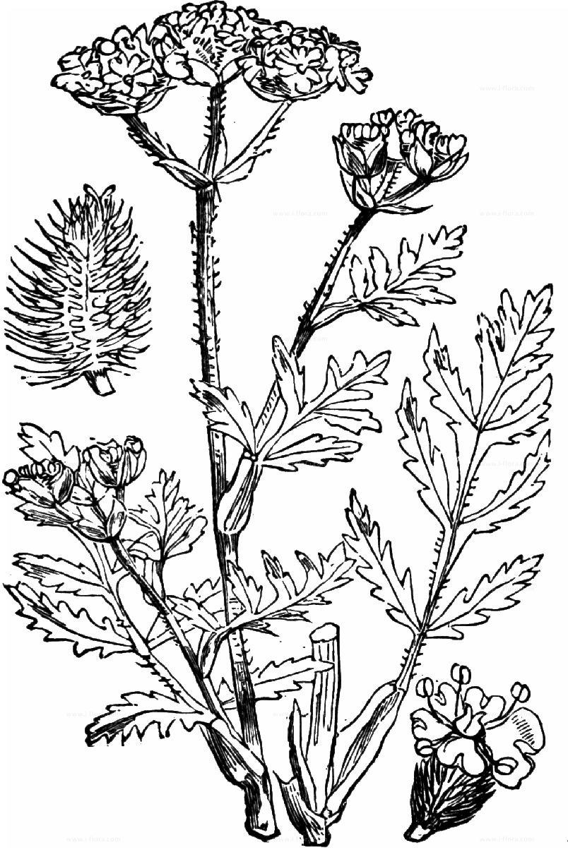 Бутень морковник