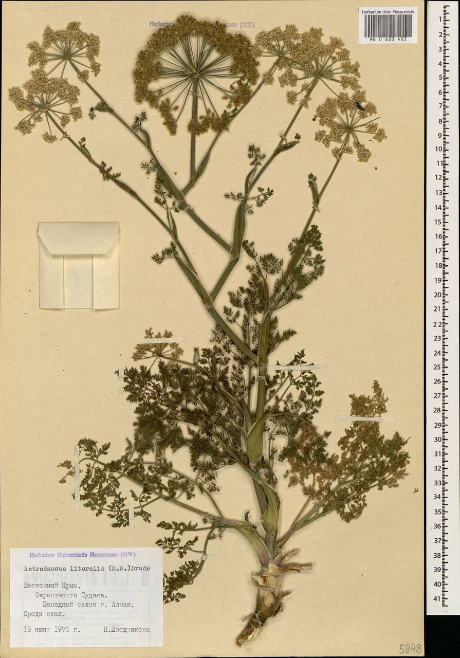 Astrodaucus orientalis