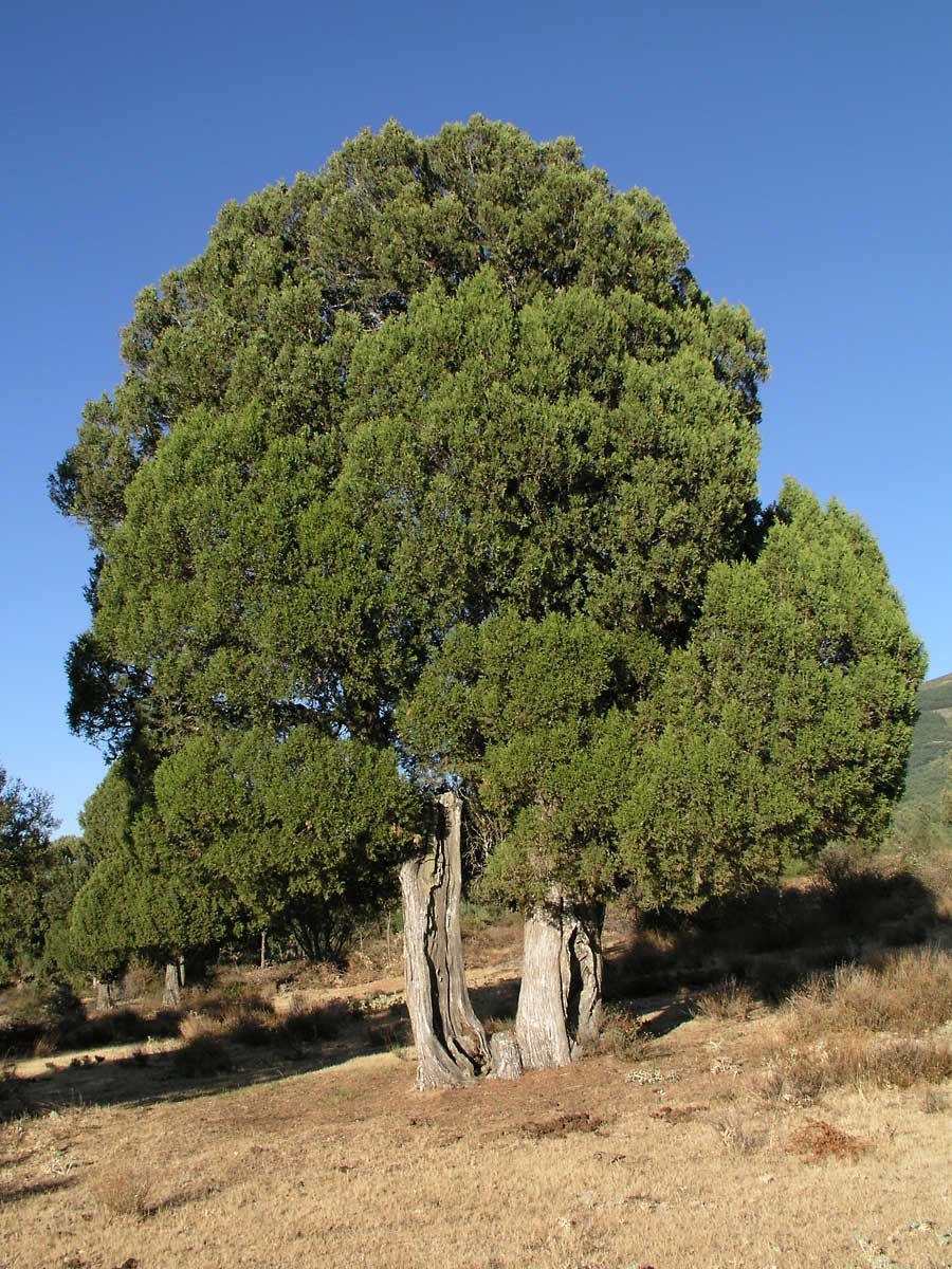Приморская сосна Pinus pinaster
