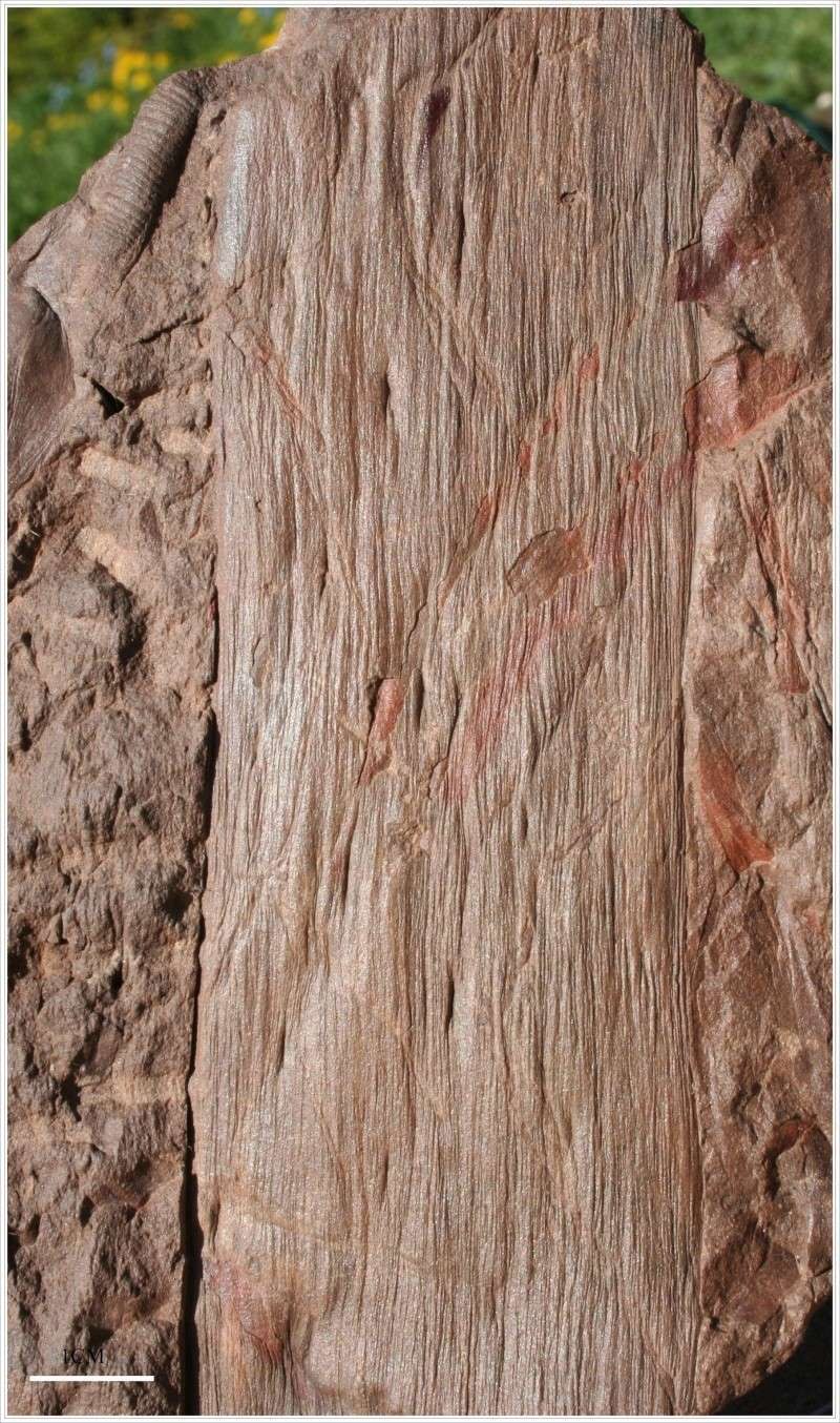 Кордаит Донбасс