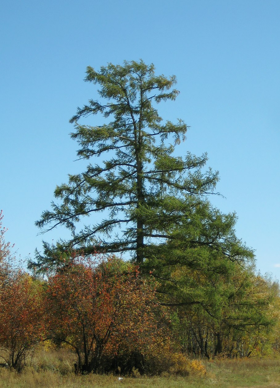 Алтайский заповедник Сибирская лиственница