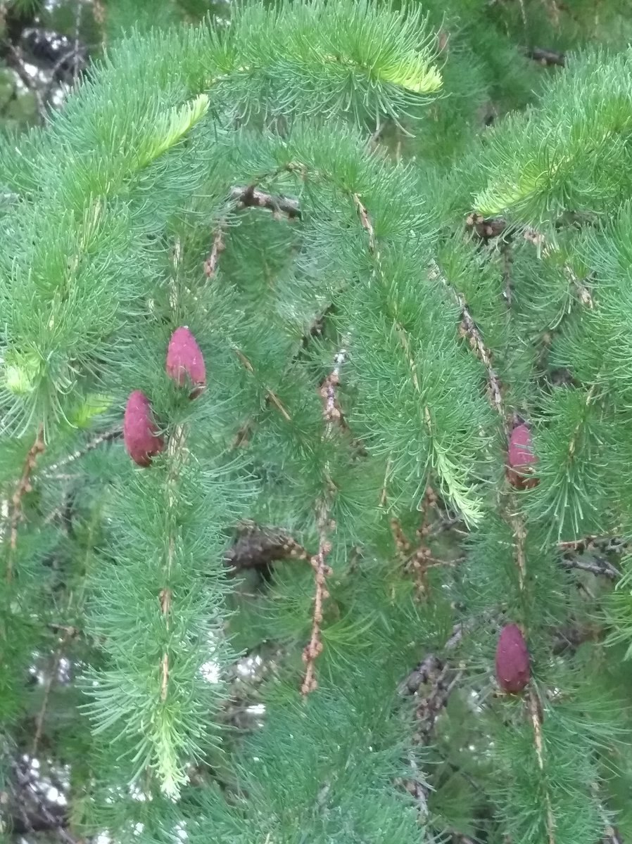 Лиственница Сибирская Larix sibirica