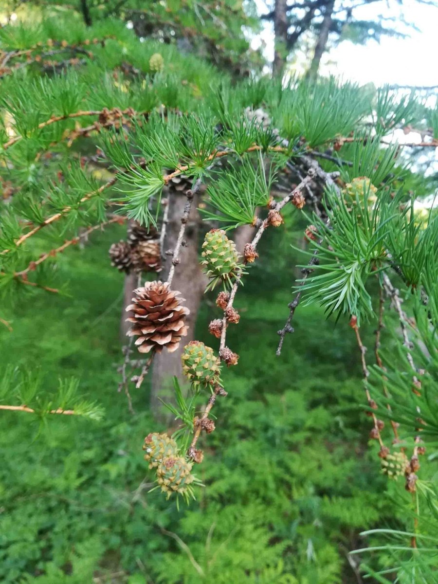 Лиственница каяндера