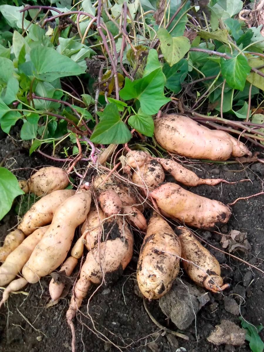 Органические сиропы