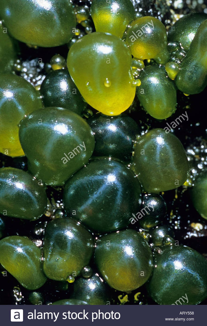 Валлония Бельгия