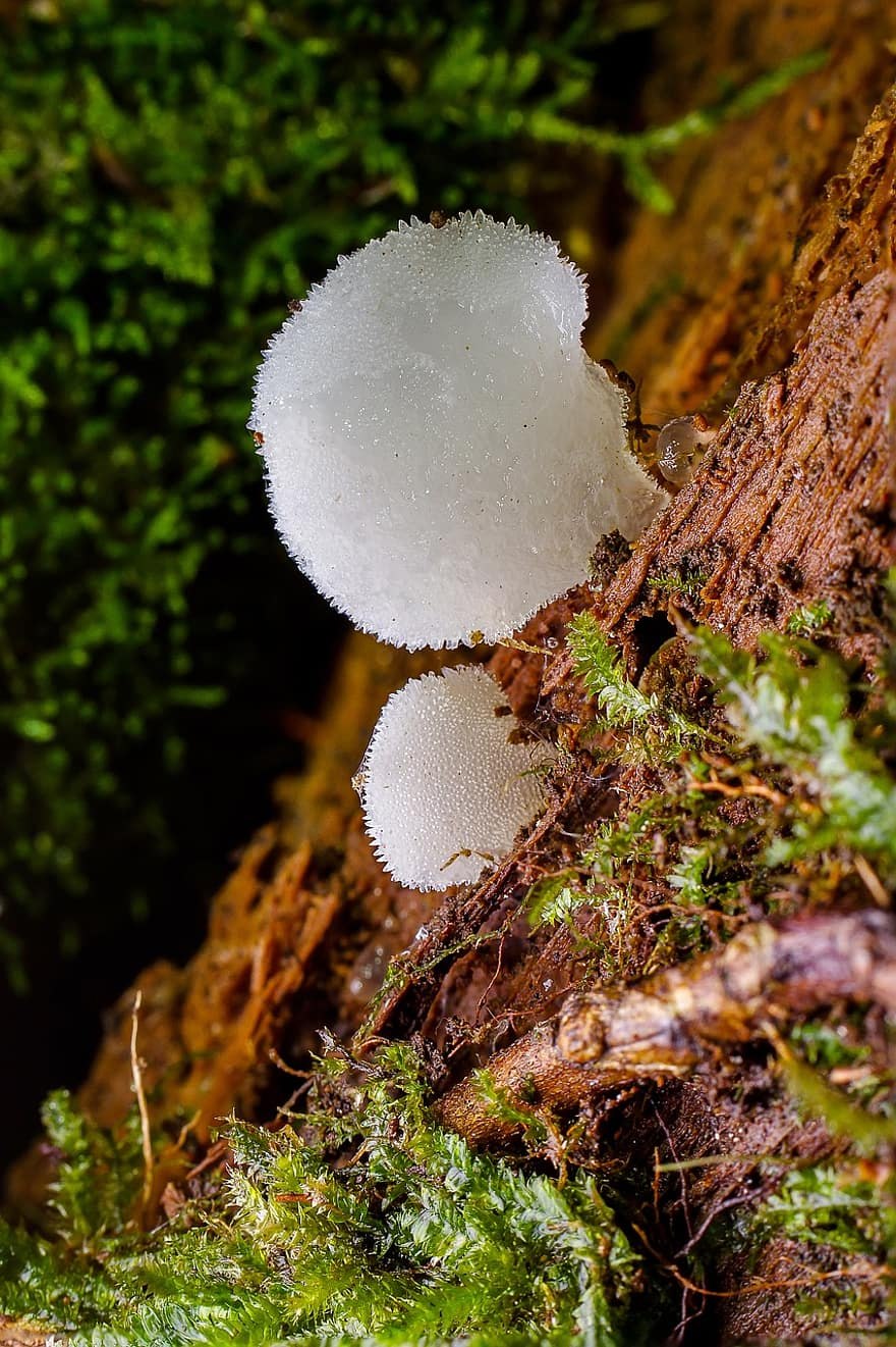 Кладофора аквариумное растение