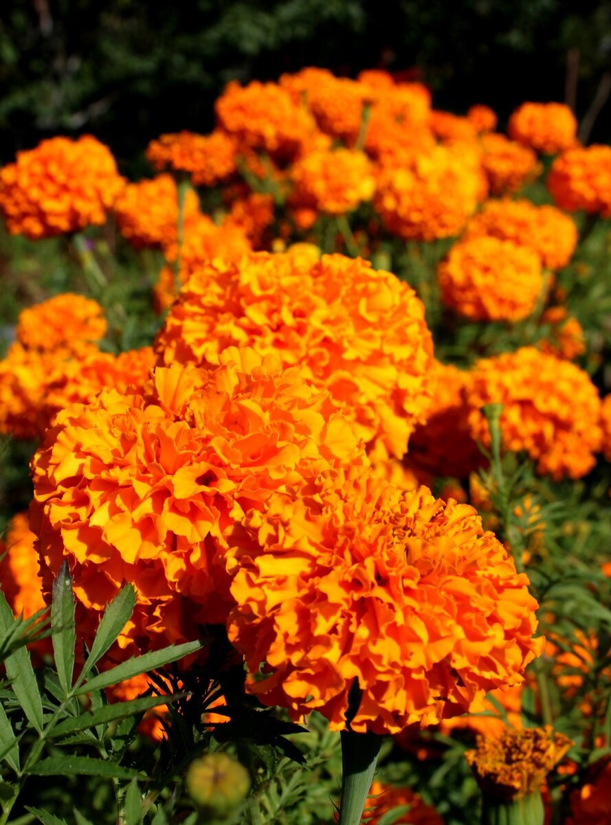 Бархатцы мелкоцветные