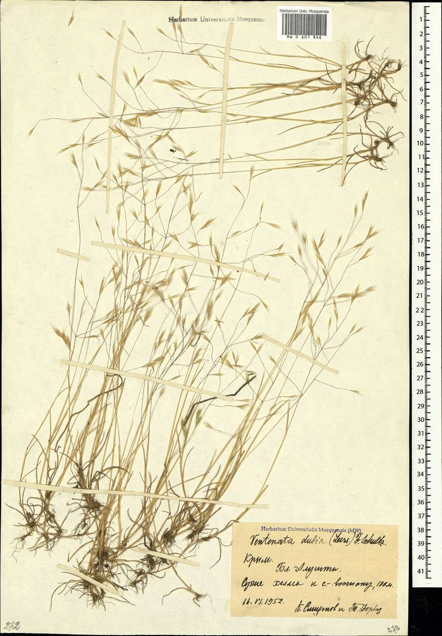 Вентената фото