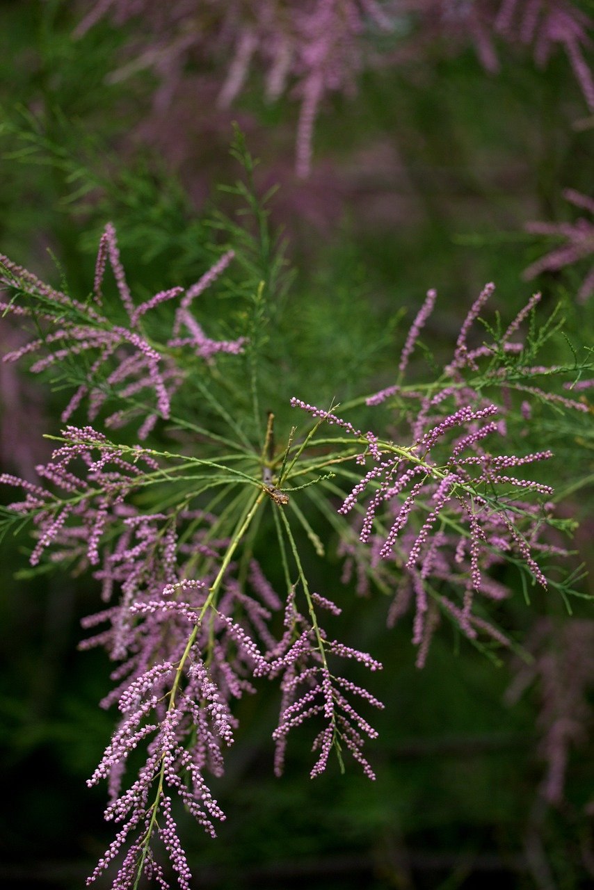 Тамарикс бисерник