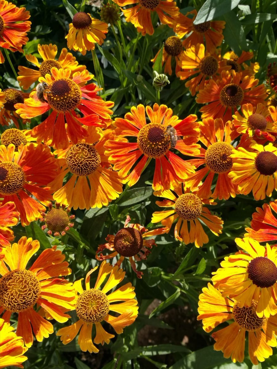 Гелениум гибридный (Helenium)