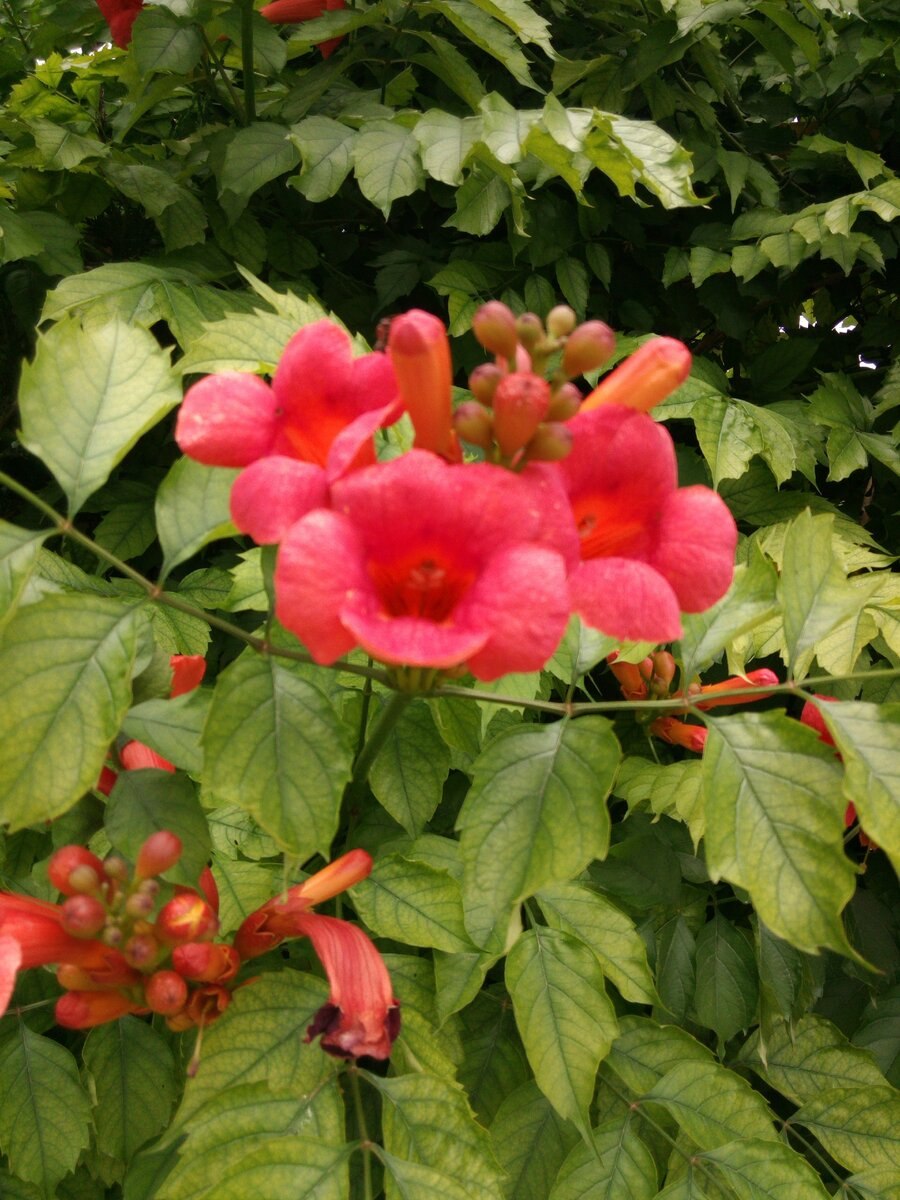 Кампсис крупноцветковый