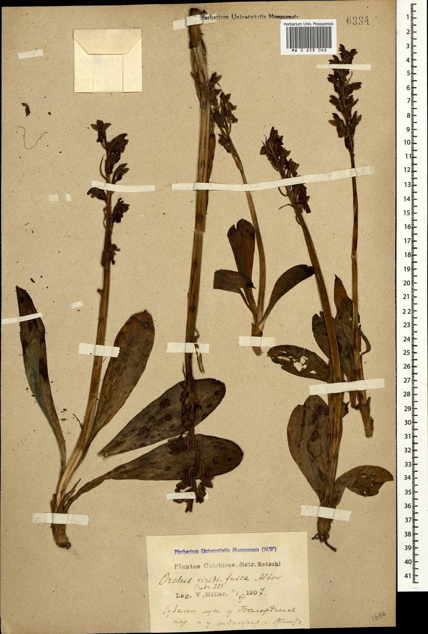 Ятрышник фото