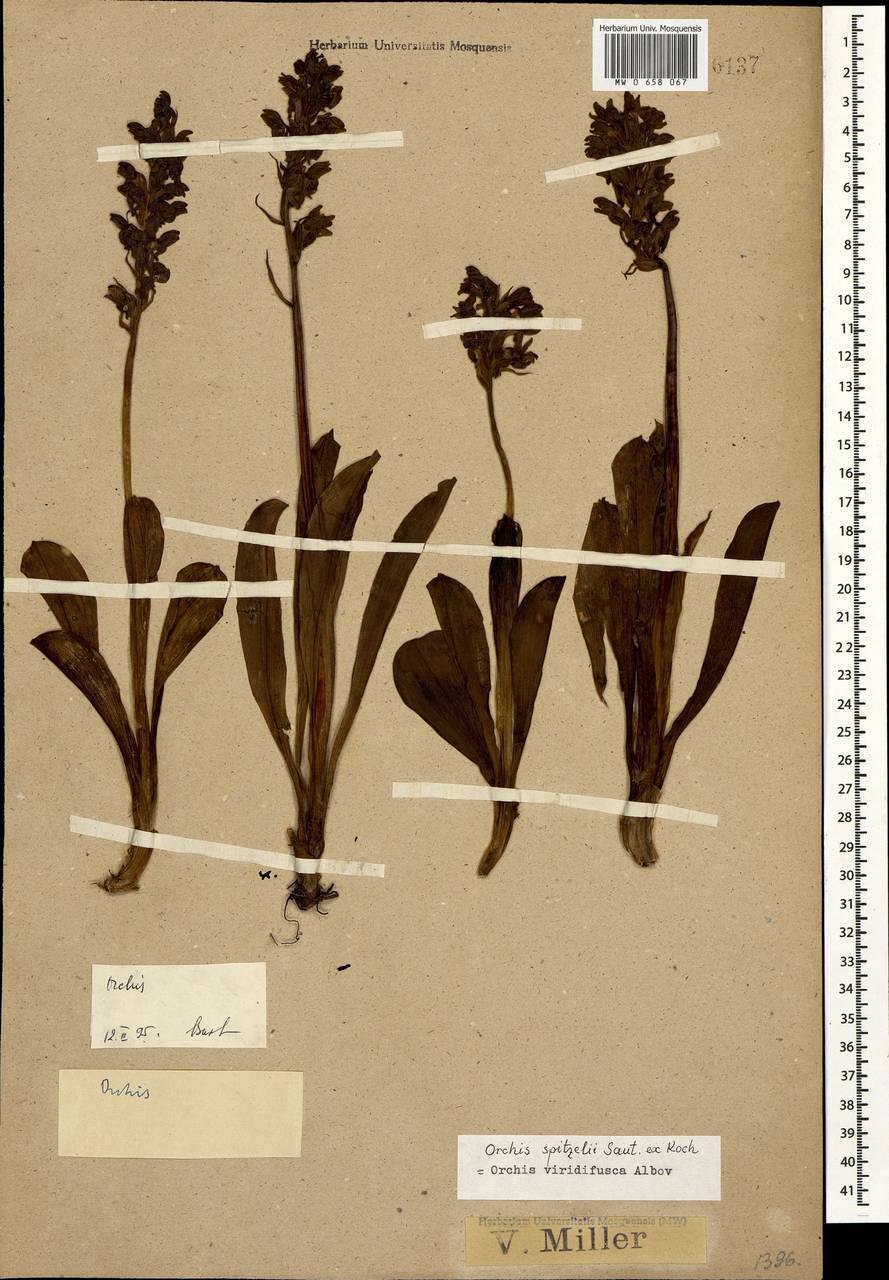 Орхидея ятрышник