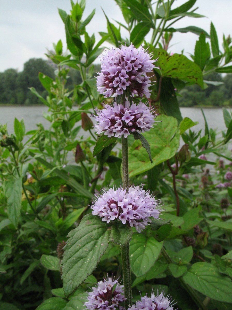 Мята блошница омбало