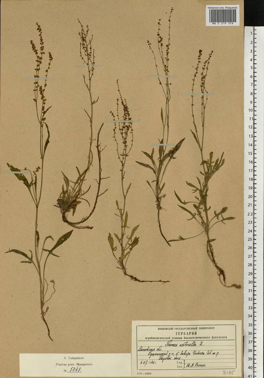 Rumex acetosella рисунок