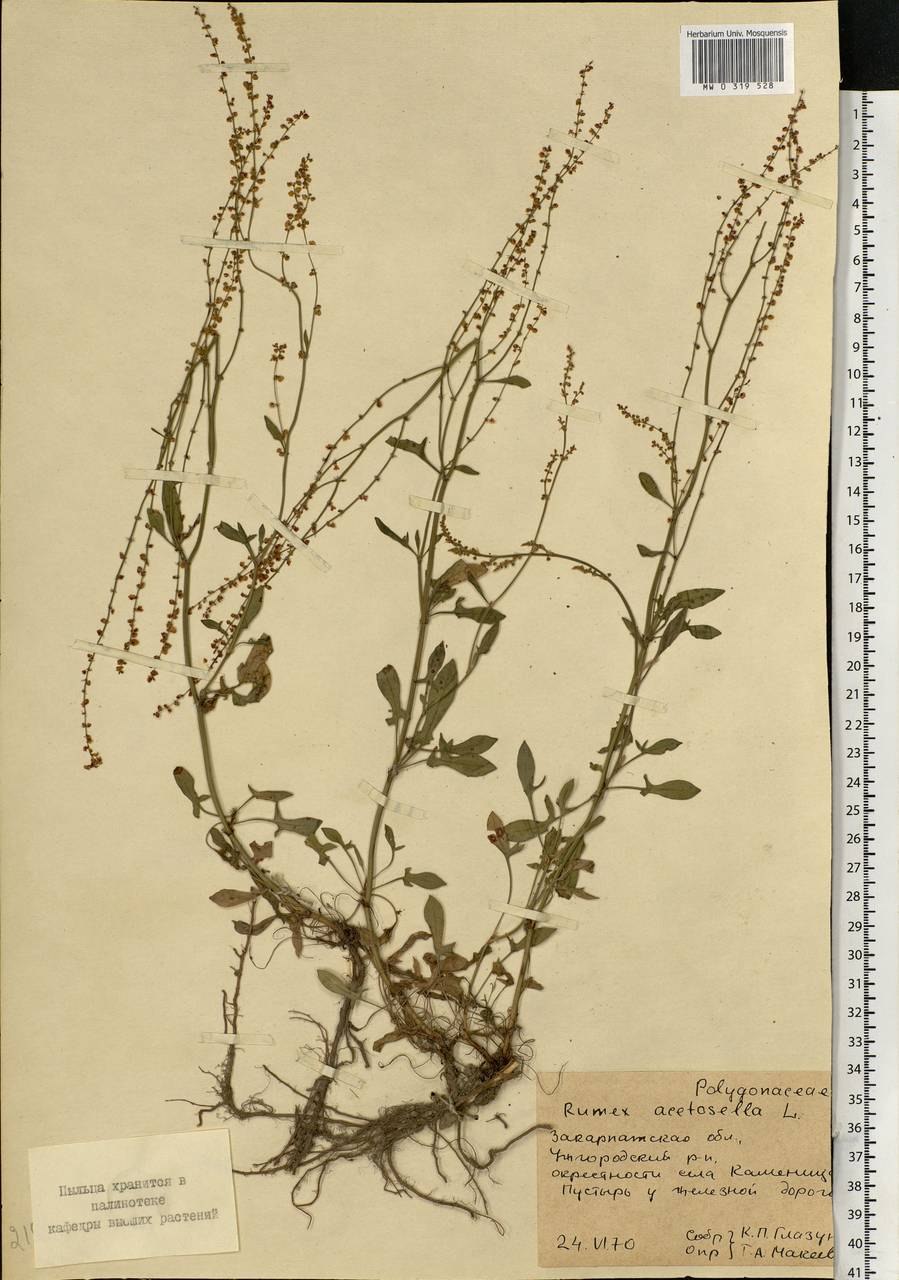 Rumex acetosella плод