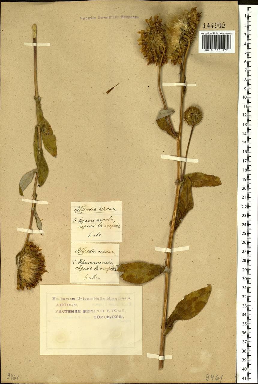Череда поникшая (Bidens cernua l.)