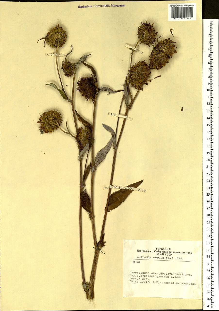 Альфредия поникающая – Alfredia cernua (l.) Cass.