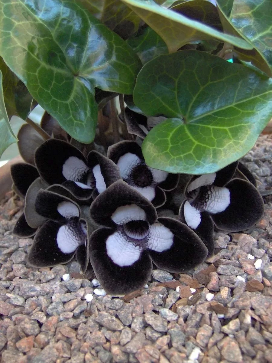 Копытень Европейский