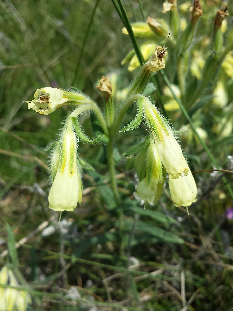 Оносма жёсткая