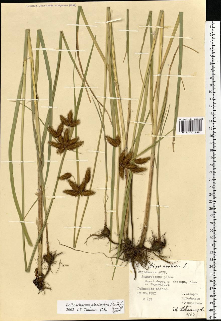 Bolboschoenus planiculmis