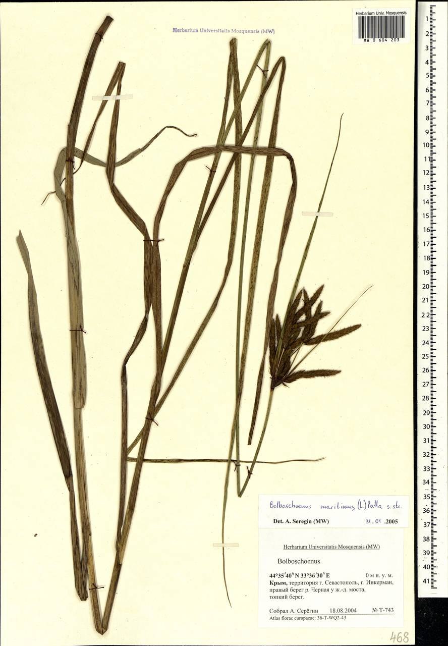 Bolboschoenus maritimus Клубнекамыш морской