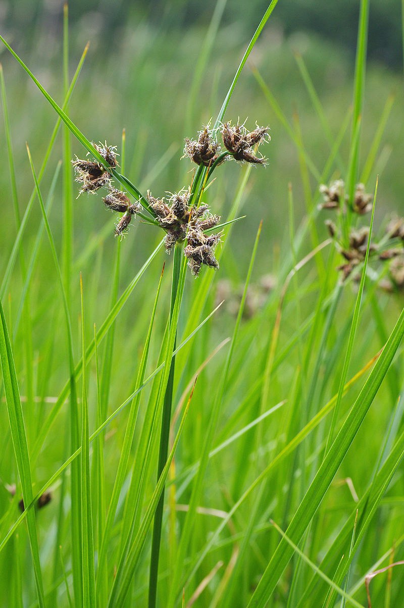 Bolboschoenus planiculmis