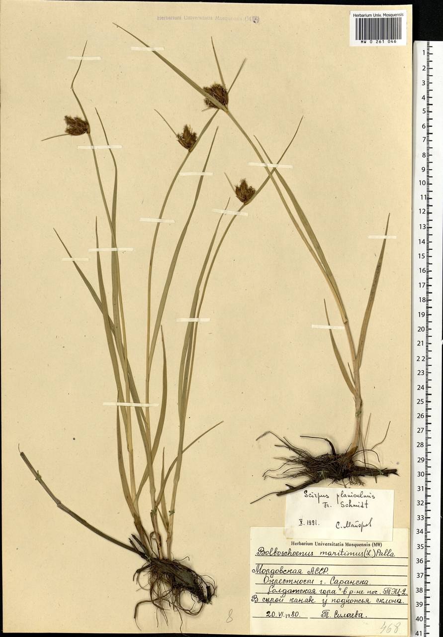 Nitrosopumilus maritimus, Cenarchaeum symbiosum, Nitrososphaera Viennensis и Nitrososphaera gargensis