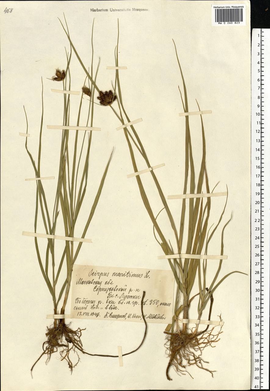 Bolboschoenus maritimus