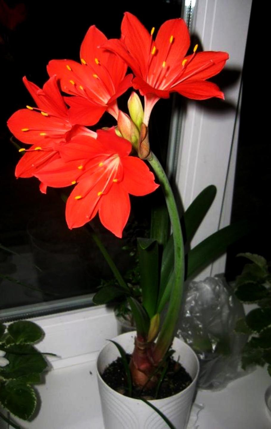 Валлота Альба