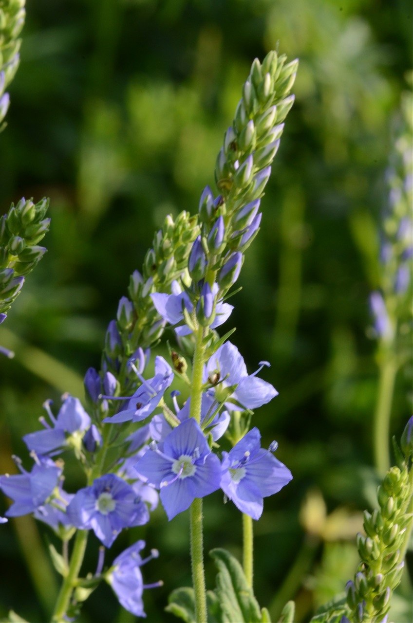 Вероника двулопастная