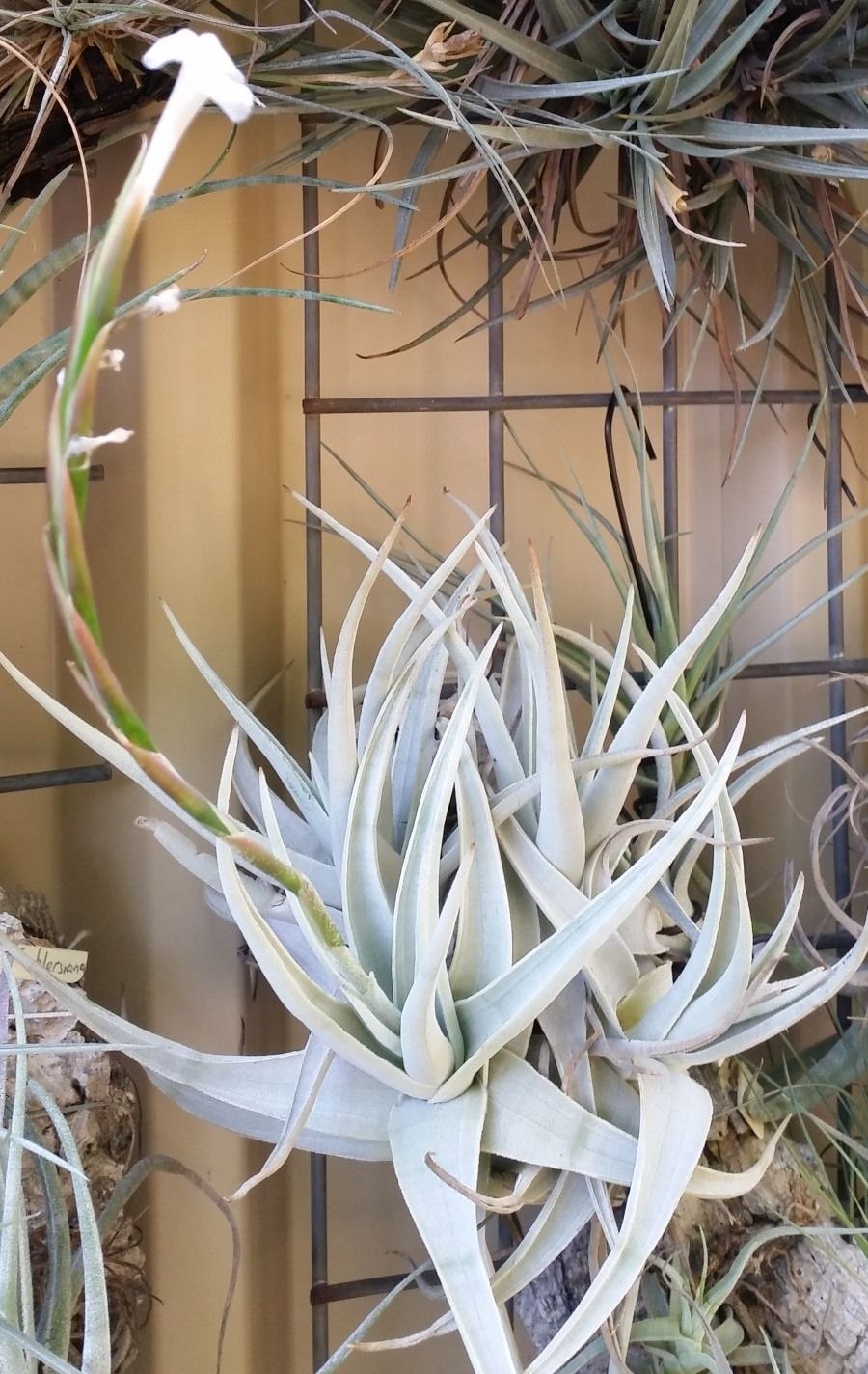 Папоротник Даваллия фиджийская