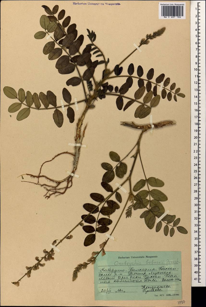 Onobrychis micrantha