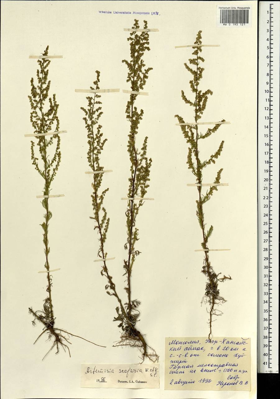 Веник травяной пижма